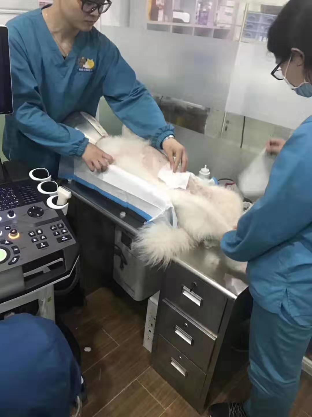 寵物b超機(jī)