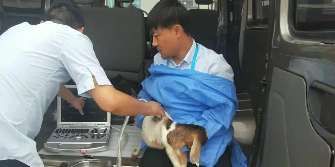 羊用b超機